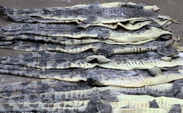 Crocodile skins