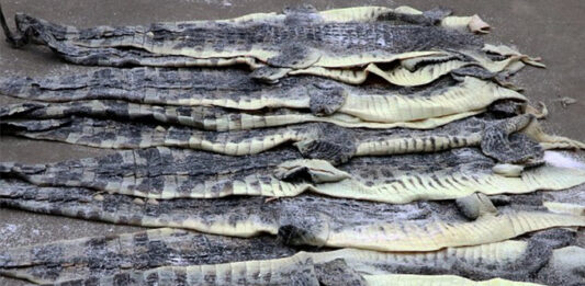 Crocodile skins