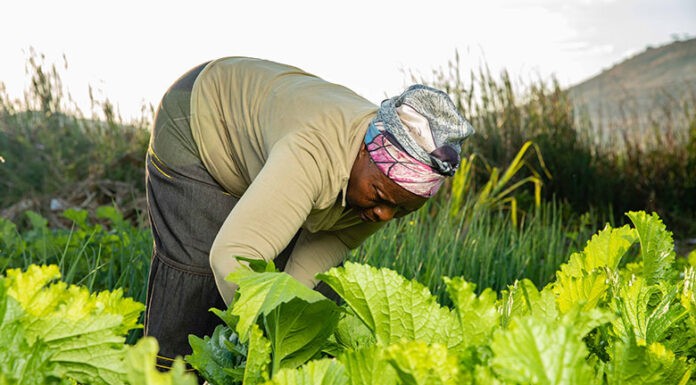 About US$1 million, provided through the India-UN Development Partnership Fund, is expected to assist more than 5 200 smallholder farmers in Chiredzi and Mangwe districts